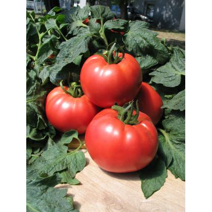 Rajčiak SULTAN F1 0,1g