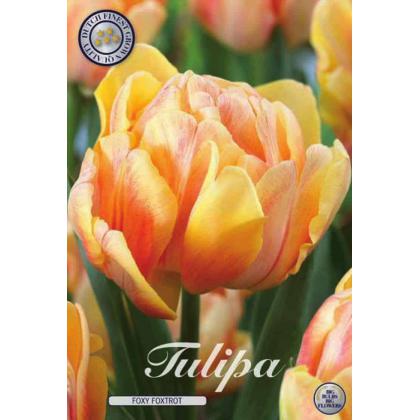 Tulipán Foxy Foxtrot 7ks Tulipán Foxy Foxtrot 7ks