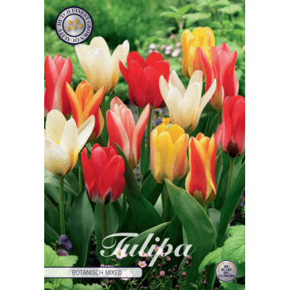 Tulipán Kaufmanniana- Botanisch Mixed 10ks