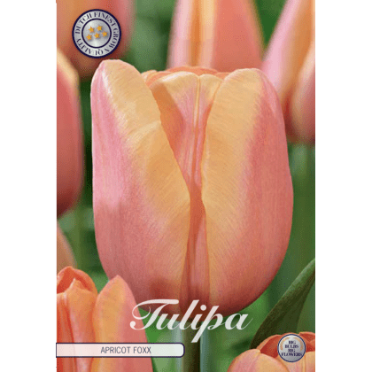 Tulipán triumph- Apricot Foxx 10ks