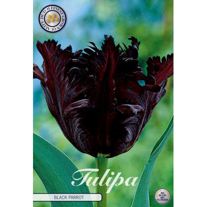 Tulipán Black Parrot 7ks Tulipán Black Parrot 7ks