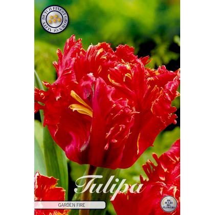 Tulipán Parrot- Garden Fire 7ks Tulipán Parrot- Garden Fire 7ks