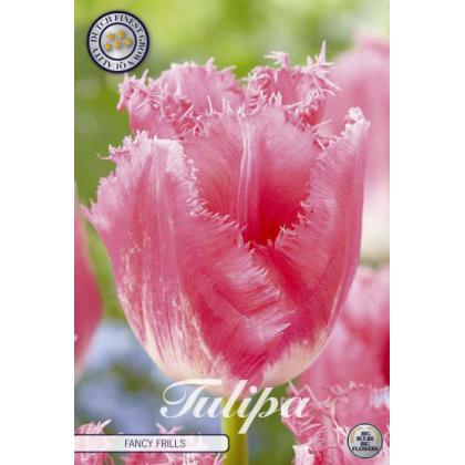 Tulipán Fringed- Fancy Frills 7ks