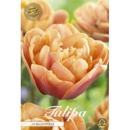 Tulipán La Belle Epoque 5ks Tulipán La Belle Epoque 5ks