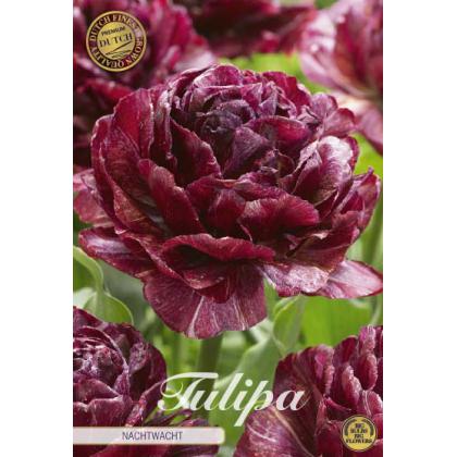 Tulipán Nachtwacht 5ks Tulipán Nachtwacht 5ks