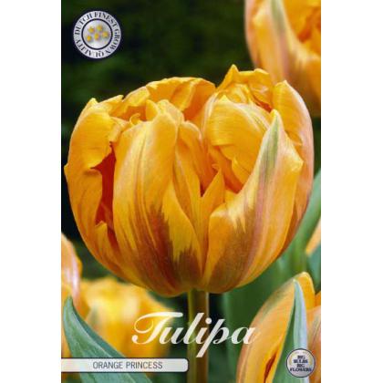 Tulipán Double Late- Orange Princess 7ks