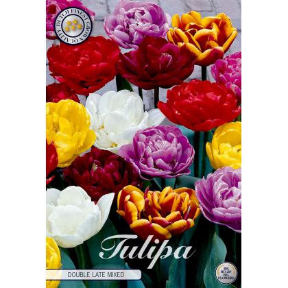 Tulipán Double Late Mixed 10ks Tulipán Double Late Mixed 10ks