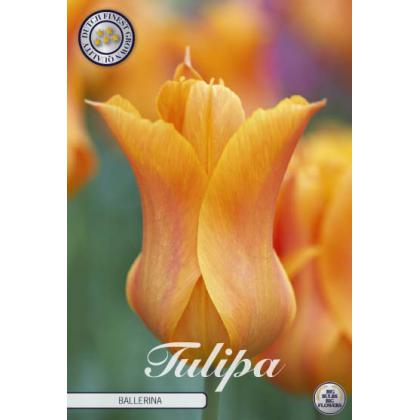 Tulipa Lily Flowering- Ballerina 7ks