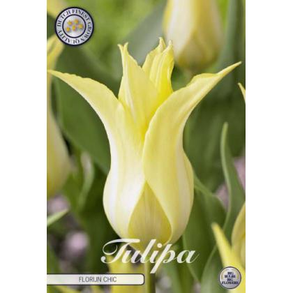 Tulipán Lily Flowering- Florijn Chic 7ks
