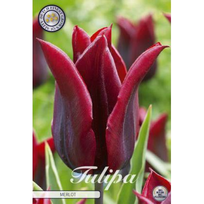 Tulipán Lily Flowering- Merlot 7ks