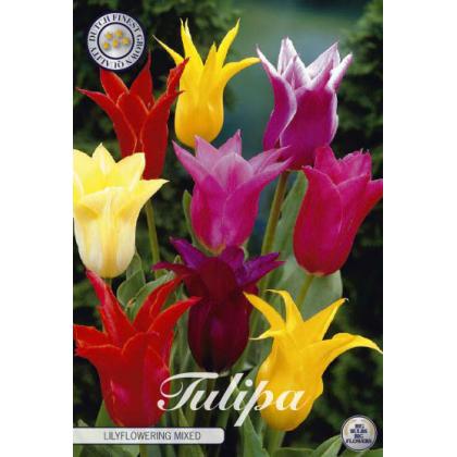 Tulipán Lily Flowering- Mix 7ks