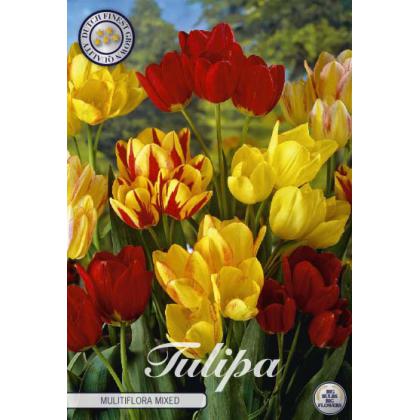 Tulipán Multi-Flowering Mix 7ks