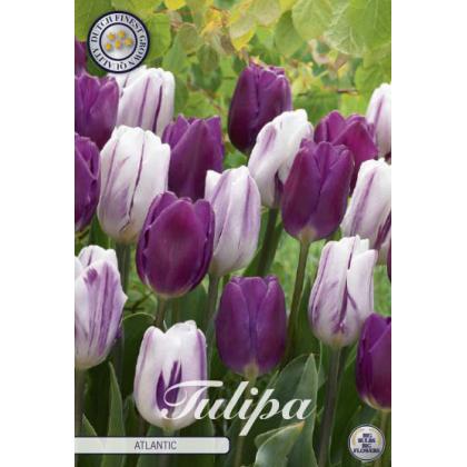 Tulipán Triumph (garden)- Atlantic 10ks