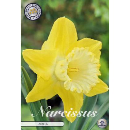 Narcis Large Cupped- Avalon 5ks