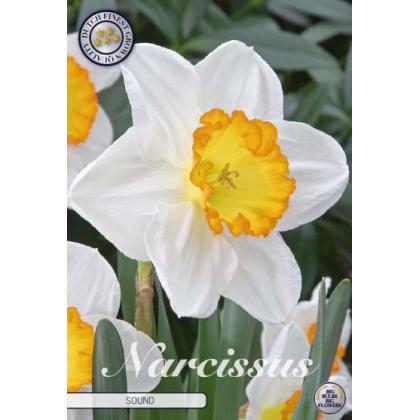 Narcis Large Cupped- Sound 5ks