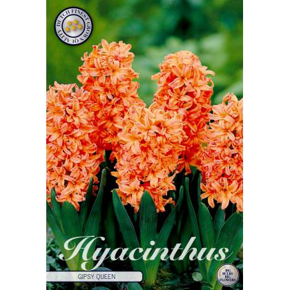 Hyacint Gipsy Queen 5ks Hyacint Gipsy Queen 5ks