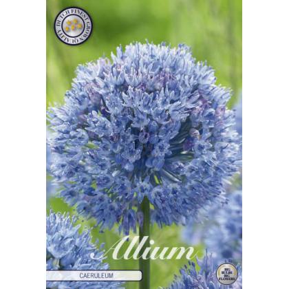 Allium Caeruleum 15ks