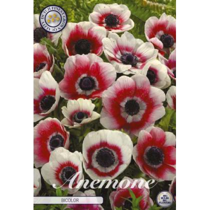 Anemone Coronaria - Bicolor 20ks