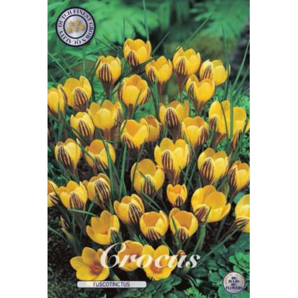 Krókus /Crocus Chrysanthus/-Fuscotinctus 20ks Krókus /Crocus Chrysanthus/-Fuscotinctus 20ks
