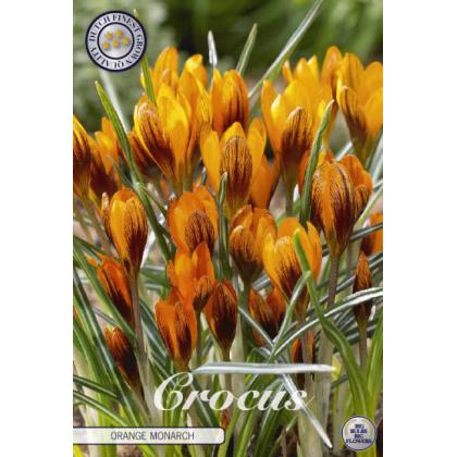 Krókus /Crocus Botanical/- Orange Monarch 10ks
