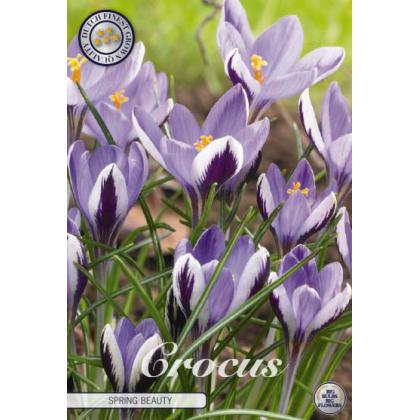 Krókus /Crocus Botanical/- Spring Beauty 20ks