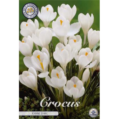 Krókus /Crocus Vernus/-Jeanne D'Arc 10ks