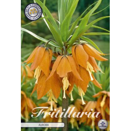 Korunkovka /Fritillaria Imperialis/ -Aurora 1ks