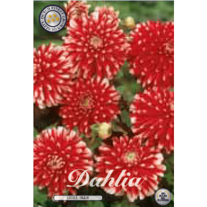 Dahlia - Little Tiger 1ks