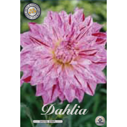Dahlia - Bristol Striped 1ks