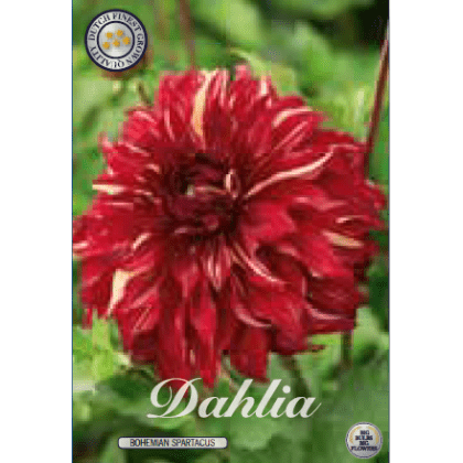 Dahlia - Bohemian Spartacus 1ks