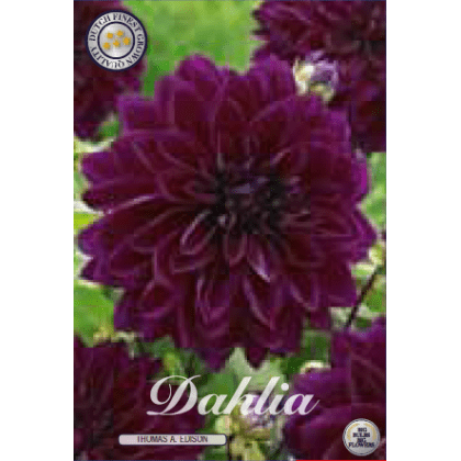 Dahlia - Thomas Edison 1ks