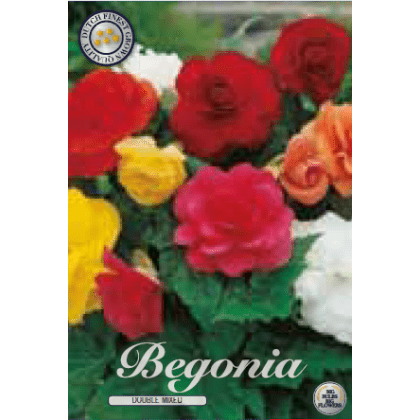 Begonia - Mixed 3ks