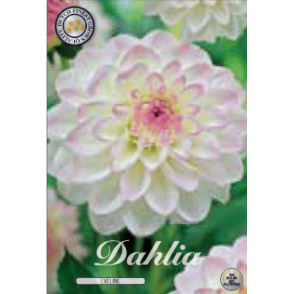 Dahlia - Eveline 1ks