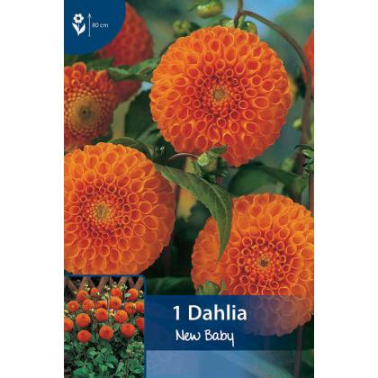 Dahlia - New Baby 1ks