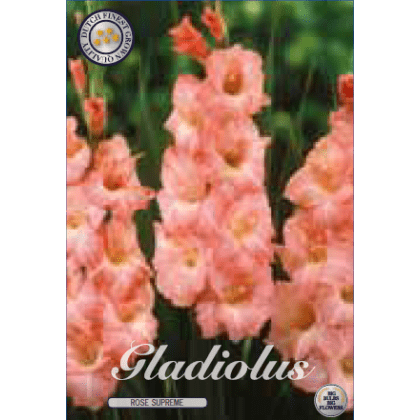 Gladiolus - Rose Supreme 8ks