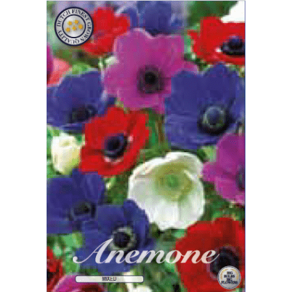 Anemone - Mixed 12ks