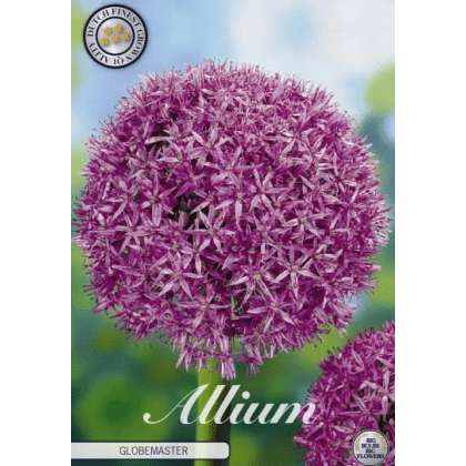 Allium - Globemaster 1ks