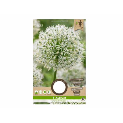 Allium- Mount Everest 1ks