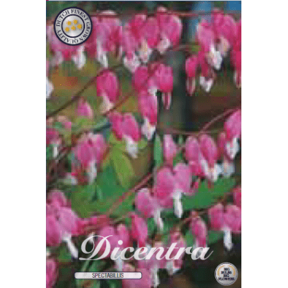 Dicentra - Spectabilis 1ks