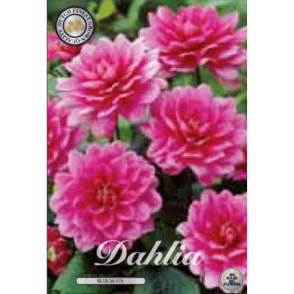 Dahlia - Bluesette 1ks