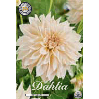 Dahlia - Cafe au Lait 1ks