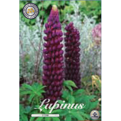 Lupinus - Storm 1ks