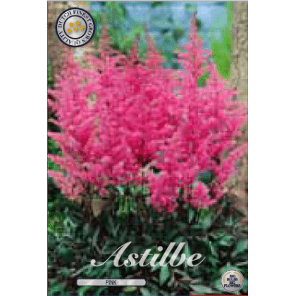 Astilbe - Rose 1ks