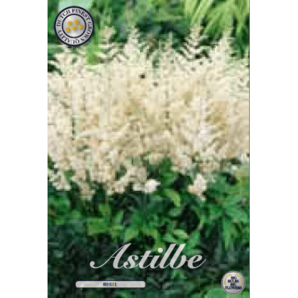 Astilbe - White 1ks