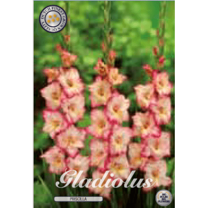 Gladiolus - Priscilla 10ks