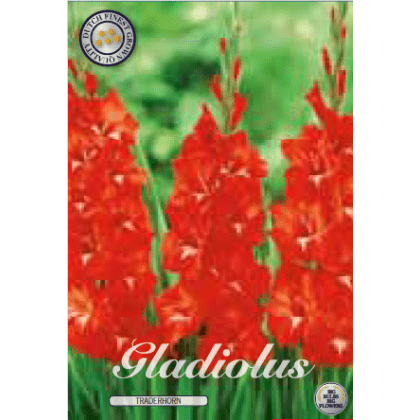 Gladiolus - Traderhorn 10ks