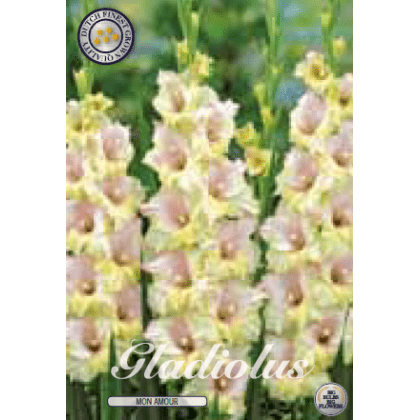Gladiolus - Mon Amour 10ks
