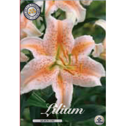 Lilium - Salmon Star 2ks