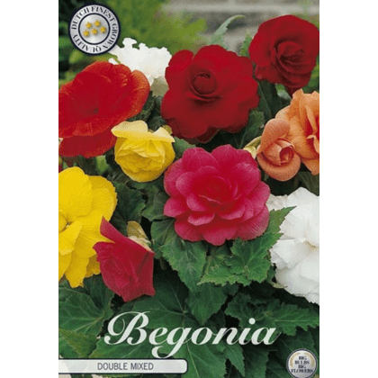 Begonia Double Mixed 3ks
