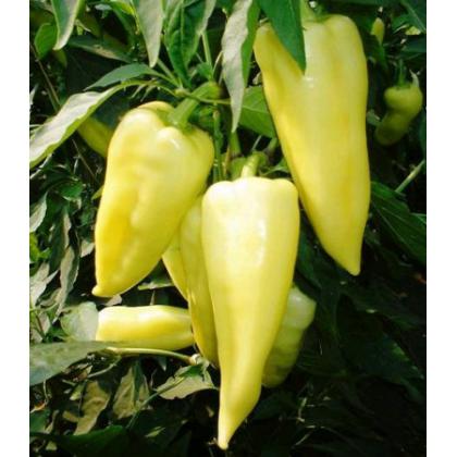 Paprika CAMPONA F1- 250s